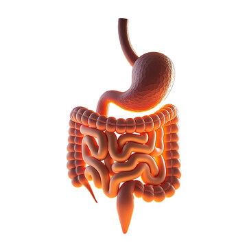 Human 3d rendered  digestive system on transparent white background