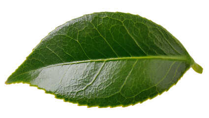 Single green leaf with serrated edges, isolated on transparent background © Johnson