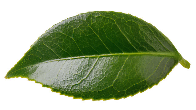 Single green leaf with serrated edges, isolated on transparent background