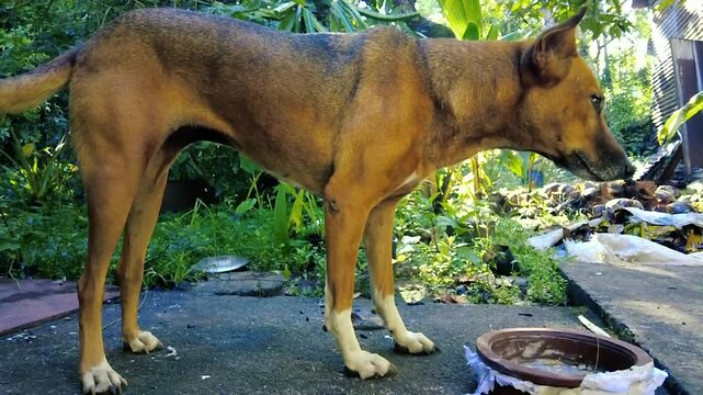 Alert Brown Street Dog Standing in Outdoor Environment - Canine Portrait