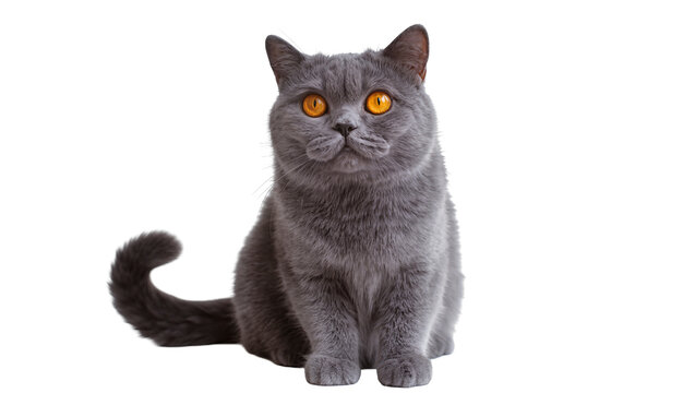 Plump British Shorthair cat with bright orange eyes, isolated on transparent background