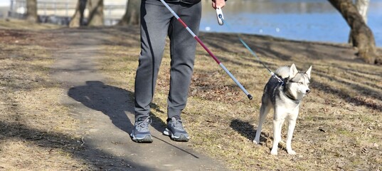 A blind man with a stick walks his husky dog in a park near the water on a sunny day © Nadzeya