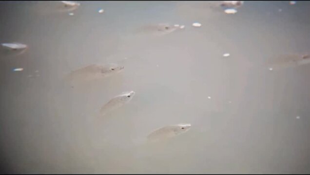 A group of tilapia fish that appear on the surface of the river water swimming against the water current