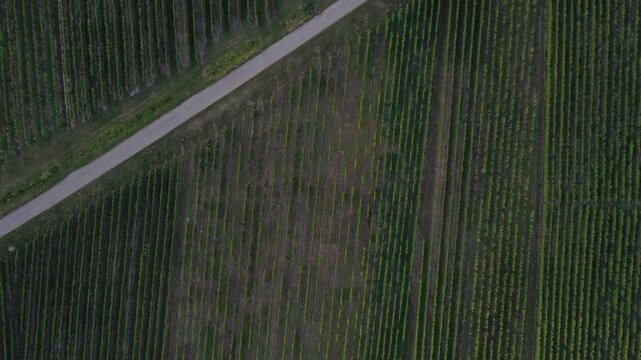 Aerial Drone Shot of Vineyards in Dambach-La-Ville, France. Showcasing rows of grapevines and pathways perfect for agriculture and wine themes.