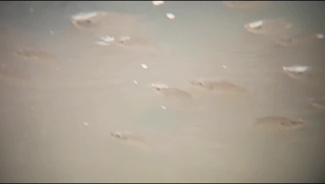 A group of tilapia fish that appear on the surface of the river water swimming against the water current