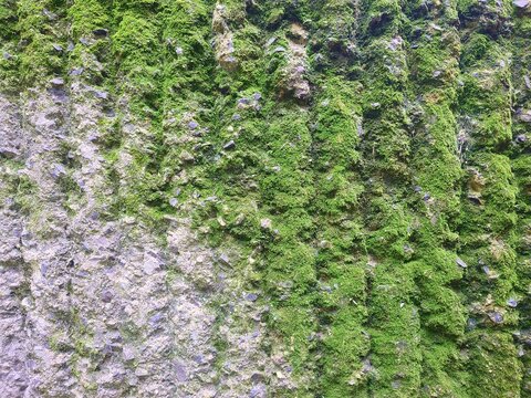 Moss Covered Stone Wall Texture Background in Green and Gray