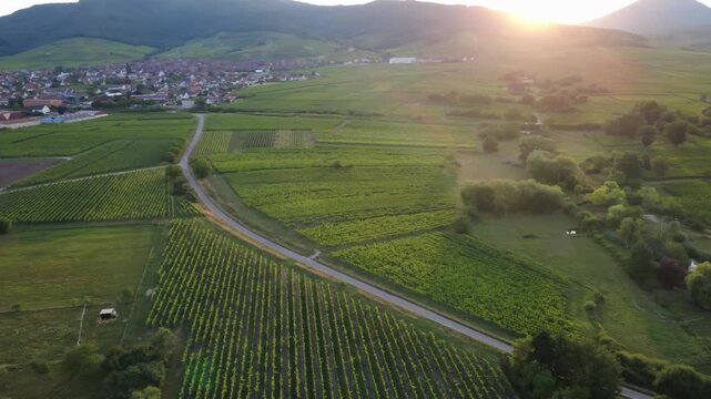 Aerial panorama over Dambach-La-Ville vineyards in France, with golden sunset light. Scenic farmland landscape with mountains in the background.