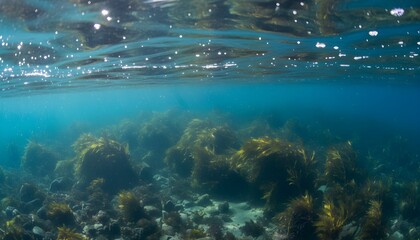 Obraz premium Sunlight Reflections Over Coastal Kelp Forest Waters