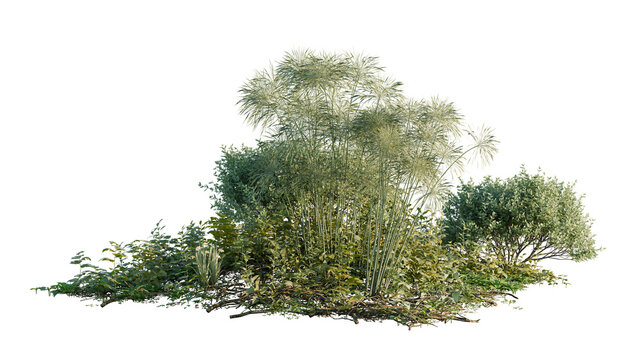 Mixed Green Shrubs and Grasses Plant Cluster on Black Background