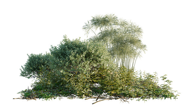 Mixed Tropical Green Shrubs and Foliage on Black Background