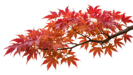 Obraz premium Branch of Japanese maple tree with vibrant red and orange leaves, isolated on transparent background