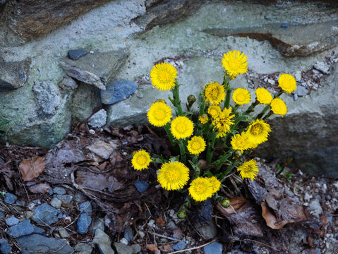 Cluster of bright yellow wildflowers (coltsfoot/fleabane &mdash; Tussilago/Erigeron) in full bloom growing defiantly beside a rough weathered stone wall on gravel and rocky ground. 