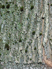 Fototapeta premium Macro close-up of rough tree bark texture with deep grooves vertical ridges green moss patches and lichen — detailed earthy organic natural background for nature design environmental projects
