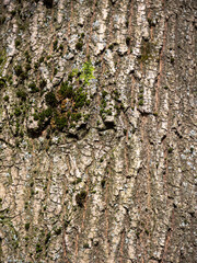 Fototapeta premium Macro close-up of rough tree bark texture with deep grooves vertical ridges green moss patches and lichen — detailed earthy organic natural background for nature design environmental projects