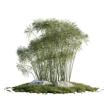3D Rendered Bamboo Plant with Stones and Small Lawn