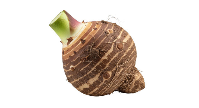 A single raw taro root vegetable with brown fibrous skin, textured rings, and a small green sprout isolated on a solid black background