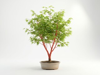 Obraz premium Potted small tree with red trunk and green leaves