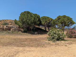 Fototapeta premium Gruppe von Pinus pinea Pinie in Paphos, Zypern