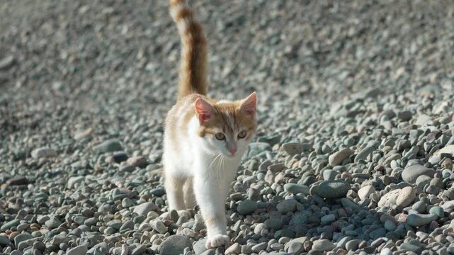 Cat kitten walking ginger and white feline strides slowly on rocky beach gravel in bright sunlight.