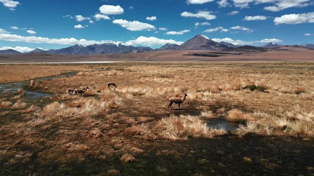 Vicunas roaming freely on vast golden altiplano bofedal with water channels and dramatic snow-capped volcanic peaks rising under vivid blue sky. Putana, Chile