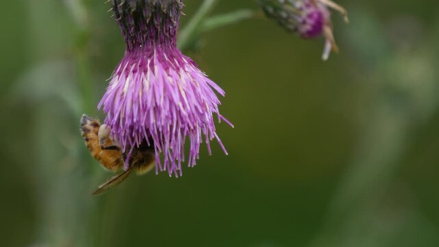 Honeybee with Pollen Sacs Collecting Nectar from Purple Thistle Flower in Natural Garden