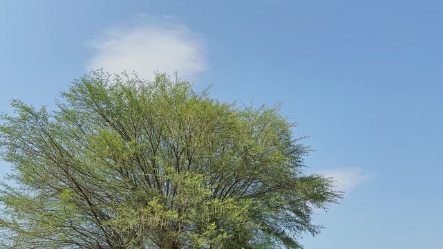 Wide view of a Babul tree with delicate green foliage and hanging seed clusters extending beneath a bright clear blue sky!