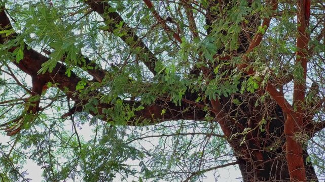 Close view of thick Babul tree branches with delicate green foliage and natural textures spreading beneath a bright daylight sky!