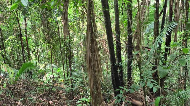 Golden sunlight filters through the dense canopy of a tropical rainforest at noon. Towering big trees reach for the sky while lush ferns and small plants carpet the vibrant forest floor.
