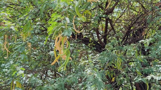 Babul tree branches with hanging seed pods swaying gently in the breeze surrounded by dense green foliage in a natural outdoor environment during daylight.