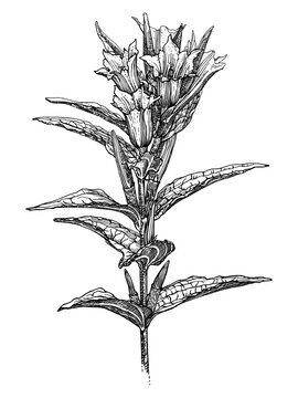 Gentian, a graphic pen and ink drawing on paper. Gentiana flower. Wildflower garden and gardening concept. Floral zodiac symbol. Not AI generation.