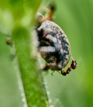 macro of a beetle and ants