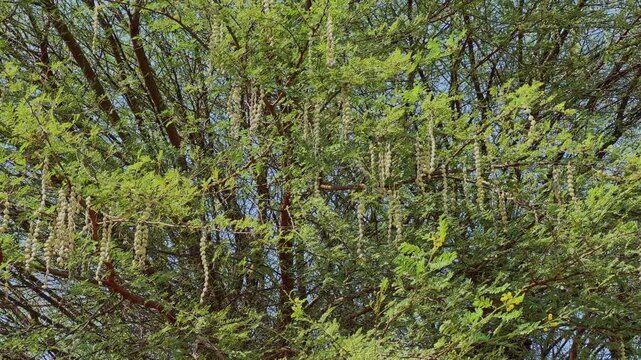 Dense Vachellia nilotica (babul) tree canopy featuring hanging seed pods and delicate green foliage in natural daylight within a rural landscape!