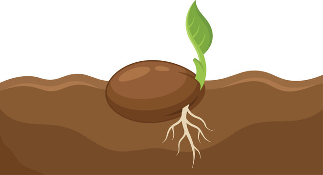 Sprouting seed with roots and green leaf growing from the soil