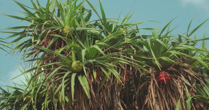 Drone moving away from tropical pandanus tree with colorful fruits
