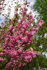 Obraz premium Beautiful blooming Japanese cherry in spring