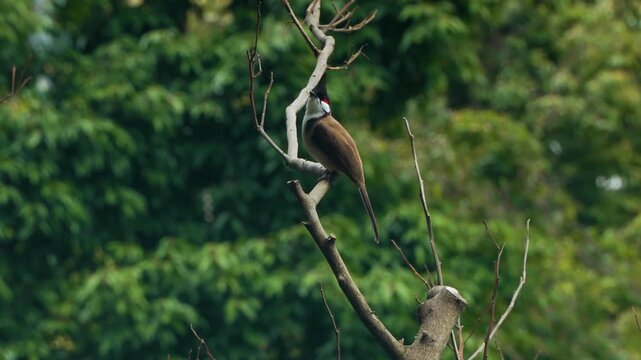 Red whiskered bulbul Pycnonotus jocosus songbird with black crest red cheek patch perched on bare branch top of dead tree Kowloon Park Hong Kong urban wildlife