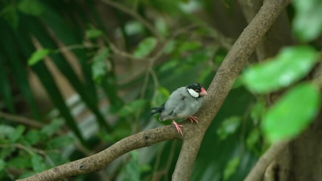 Java sparrow Lonchura oryzivora adult finch with grey plumage black head white cheek pink beak preening feathers and grooming on branch Edward Youde Aviary Hong Kong Park