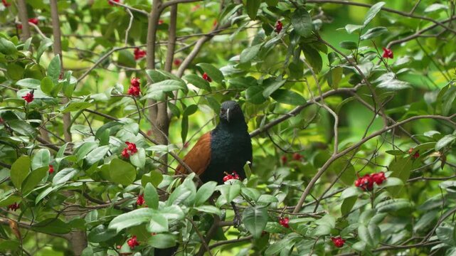 Greater Coucal Centropus sinensis with glossy black plumage chestnut wings ruby eye perched among lush green foliage red berries Kowloon Park Hong Kong wildlife