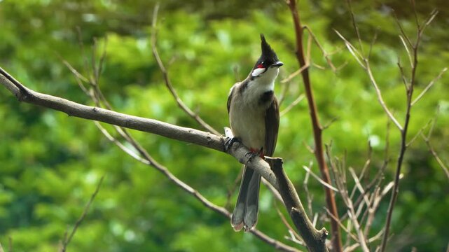 Red-whiskered bulbul Pycnonotus jocosus crested songbird with red cheek patch perched on bare branch then taking flight wings spread Kowloon Park Hong Kong