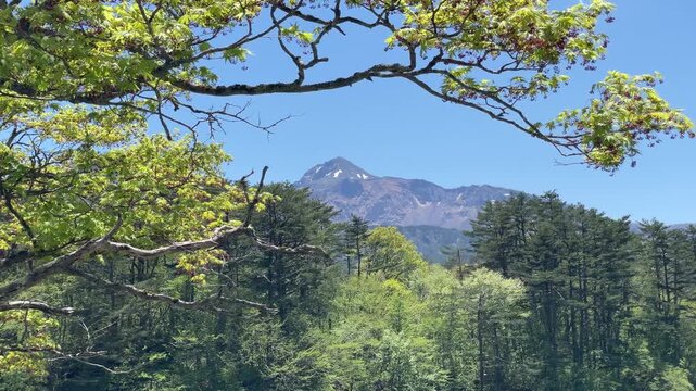 新緑の森より覗く磐梯山、裏磐梯