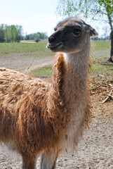 llama in farm © Наталка Сачалко