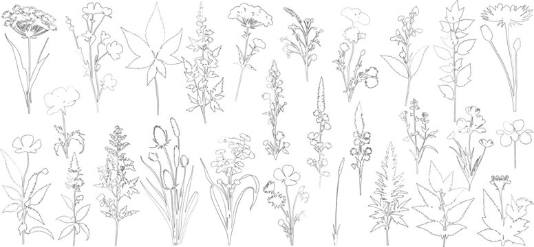 Set of shrubs and grass line cad, Ground cover. Illustration for elevation architectural element, side view, grass section. vector