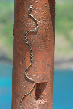 amazing snake in bedil  forest island banyuwangi