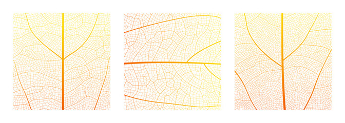 Fototapeta premium Leaf vein cell skeleton texture abstract background set with close up plant leaf cells structure pattern vector illustration. Macro leaf vein skeleton organic lattice natural foliage texture.