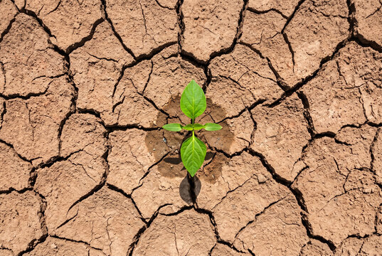 Green Seedling Growing Through Cracked Drought Earth