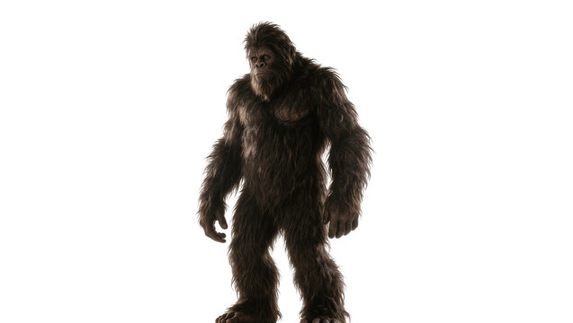 Isolated realistic hairy Sasquatch or Bigfoot mythical creature standing on two legs