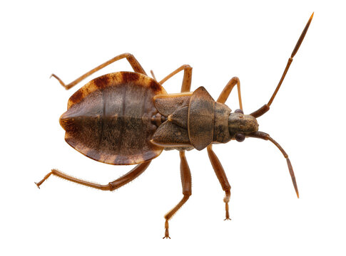 Isolated detailed macro shot of a brown insect bug with segmented body from ventral view
