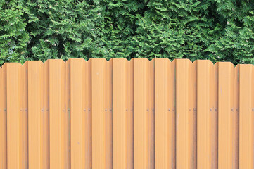 Obraz premium Thuja trees close-up with a corrugated iron fence in the foreground