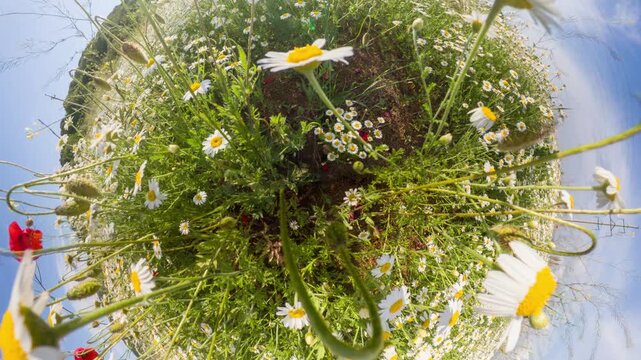 Chamomile field flowers blooming in a meadow under the bright sun with a creative rotational 360 degree camera effect