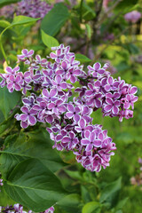 Obraz premium A lush, isolated lilac branch Sensation with delicate flowers purple-red petals edged with a smooth white stripe along the edge and green leaves against a blurred background of a spring garden. Fresh 